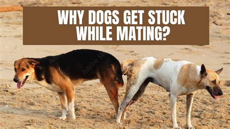 dogs stuck mating